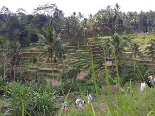 Tegal Lalang