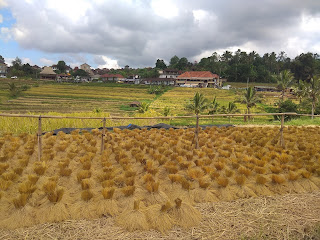 Jati Luwih Rice Terrace