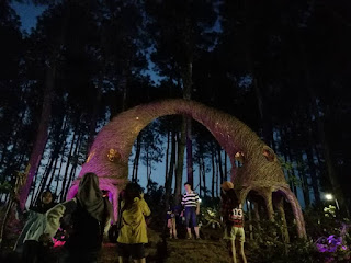 Pinus Pengger 森林打卡點